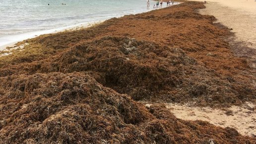 Картинка: Подробно о водорослях в Доминикане. Сезон водорослей