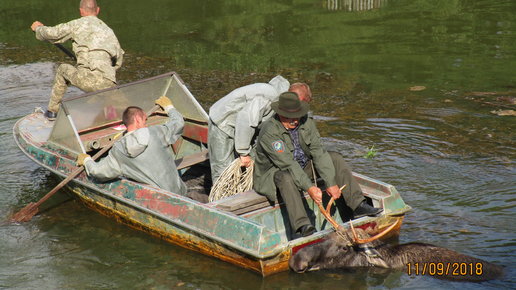 Картинка: В Чернобыле спасли лося 
