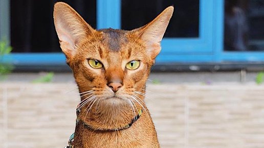 Картинка: Скорей спасать кошку!