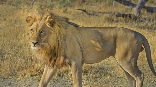 Картинка: Охота на льва - тур на грани безумия