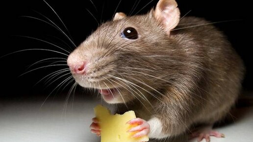 Картинка: Как защитить дом от мышей и крыс?