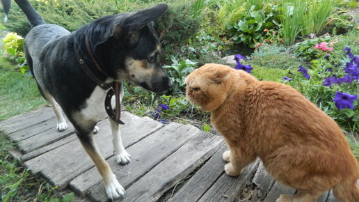 Картинка: Животные на даче – кот и собака. Видео