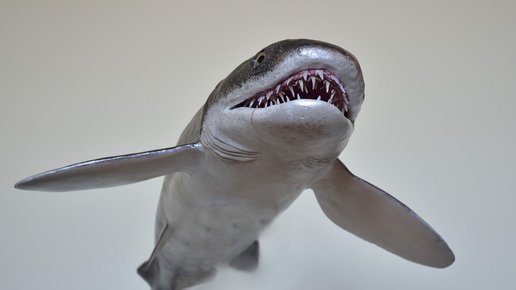 Картинка: Кладоселахия – первая акула