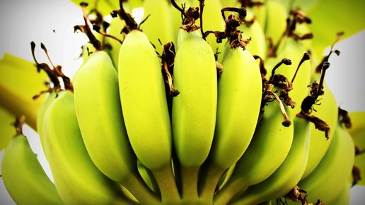 Картинка: 6 полезных свойств бананов 