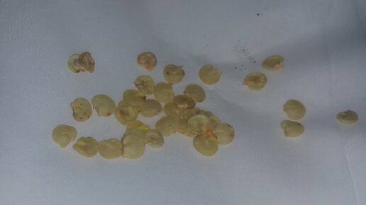 Картинка: Дневник выращивания перца. Начинаем с семечка.