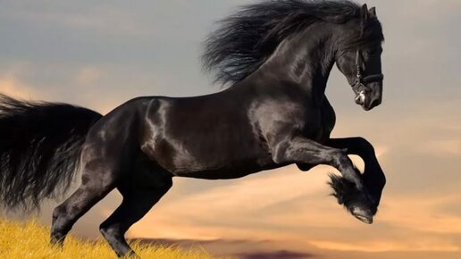 Картинка: Топ 10 самых дорогих пород лошадей