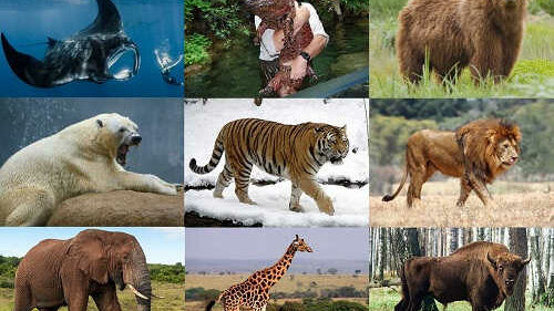 Картинка: Крупнейшее животное: 16 самых больших представителей фауны различных отрядов