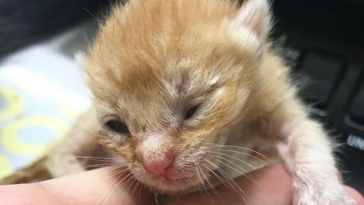 Картинка: Трехнедельные котята из разных пометов приняли рыжего котенка и помогли волонтерам его спасти