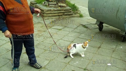 Картинка: В Бургасе появилась новая достопримечательность -  дама, которая прогуливает свою кошку по улицам города на поводке