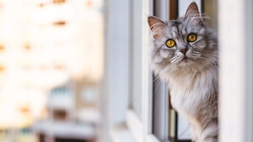 Картинка: Кошка дома или гуляет на улице? Что лучше?