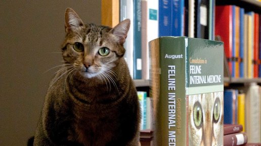 Картинка: Встречаются в библиотеке кошка и аллергик...