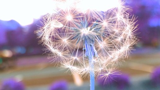 Картинка: Сила благодарности.