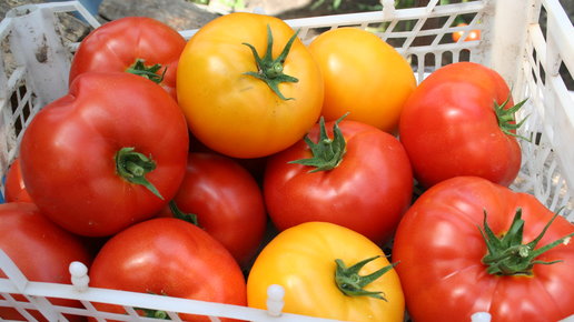 Картинка: Секреты выращивания помидоров. Томаты от А до Я! (Видео)