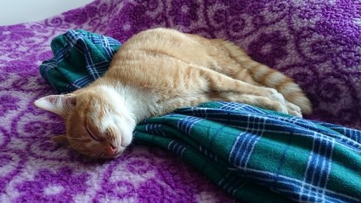 Картинка: Почему кошка спит на одежде