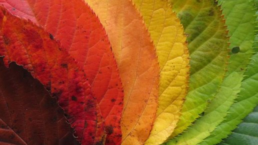 Картинка: Почему осенью листья меняют цвет.