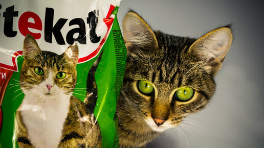 Картинка: Почему нельзя кормить кошек кормом Kitekаt