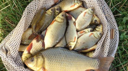 Картинка: Карась. Прикормка, насадка, снасть