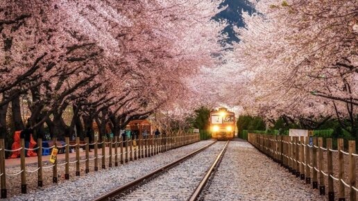 Картинка: Магия цветущей вишни: почему стоит поехать весной в Южную Корею