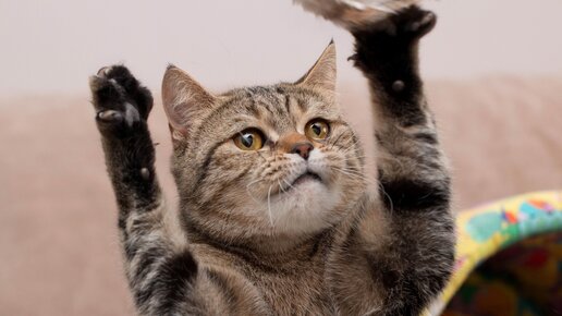 Картинка: Счастливая история кошки Проши