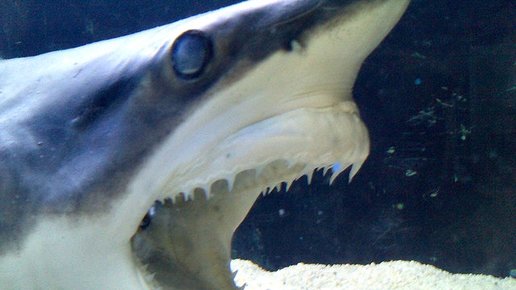 Картинка: 10 фактов об акулах мако