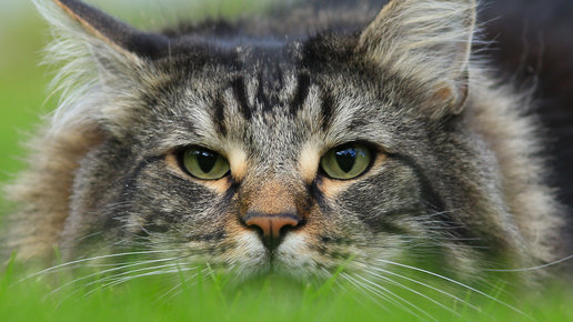 Картинка: Норвежская лесная кошка: особенности породы