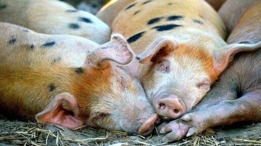 Картинка: Как повысить продуктивность свиноводства?