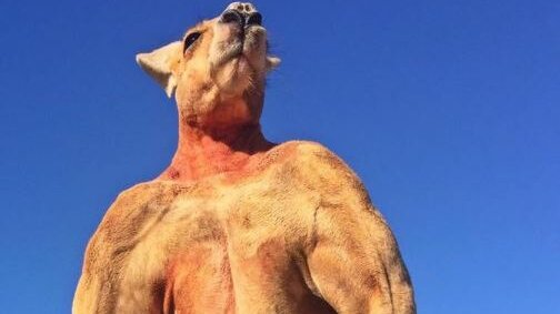 Картинка: В Австралии не стало известного кенгуру-качка Роджера