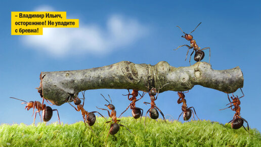 Картинка: Оказывается, муравьи вовсе не любят работать, выяснили ученые
