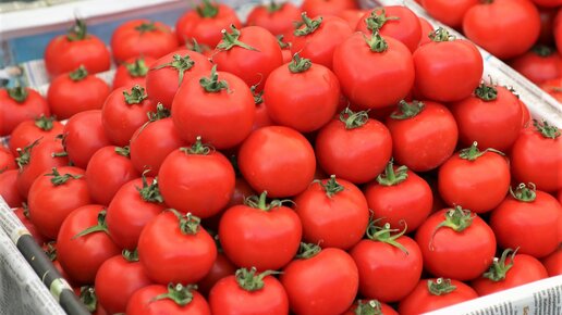 Картинка: Как мы искали знаменитые вкусные помидоры в Баку и не нашли...