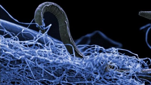 Картинка: “Темная материя” мира микробов: огромная биосфера, скрытая под поверхностью