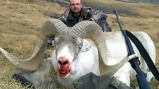 Картинка: Охота на горного козла размером с ГАЗ 51 (История охотника)