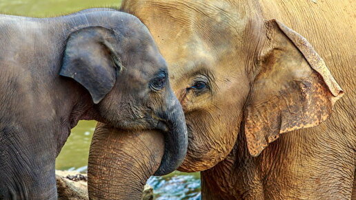 Картинка: Некоторые слоны эволюционируют, теряя свои бивни