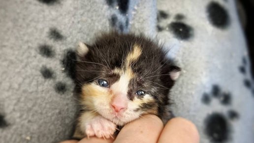Картинка: Крошечного новорожденного котенка подкинули к дверям зоомагазина две недели назад