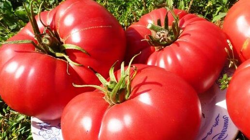Картинка: 5 Лучших мясистых сортов томатов