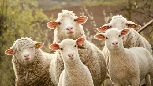 Картинка: Разведение овец, как бизнес. С чего начать? Как преуспеть?