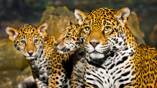 Картинка: Леопард или ягуар: как отличить