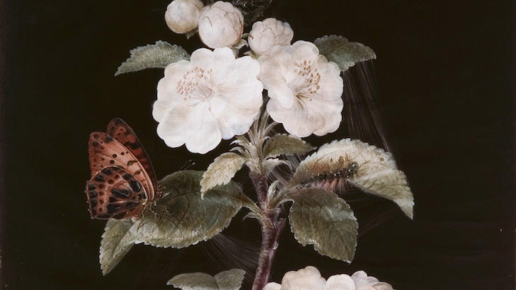 Картинка: Барбара Регина ДИЦШ. Немецкая любовь к деталям в ботанической живописи 18 века.