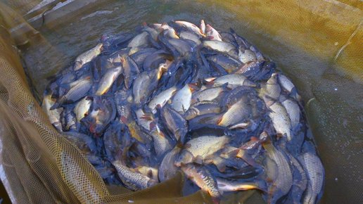 Картинка: Почему цены на рыбу пойдут вниз на 40%