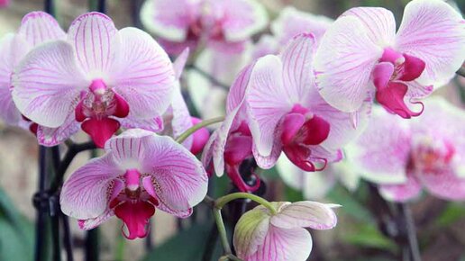 Картинка: Препараты из аптеки для шикарного цветения орхидей