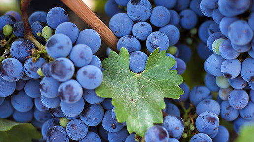 Картинка: Как вырастить на даче виноград