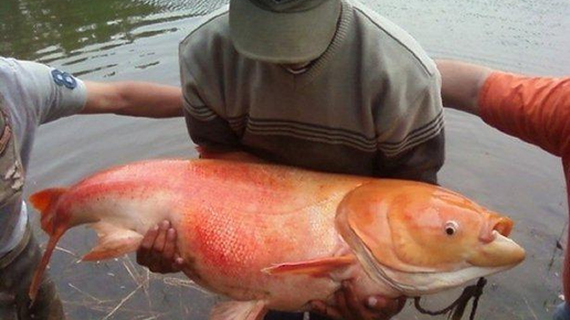 Картинка: В Ростове «золотая рыбка» огромных размеров попалась на удочку – очевидцы