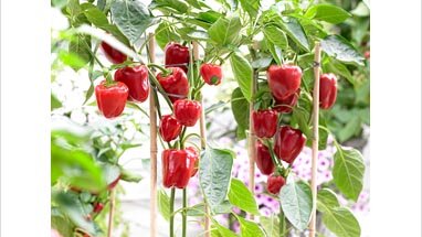 Картинка: Как горчица, соль, сахар, чеснок, кефир помогут вашему урожаю