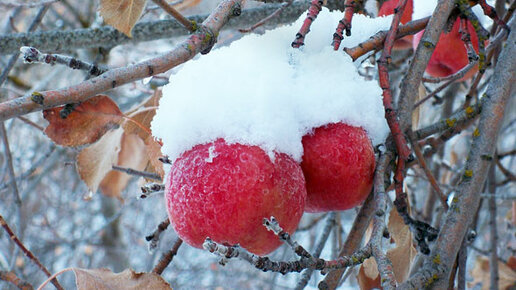Картинка: Зима — не повод для отдыха: работа в яблоневом саду