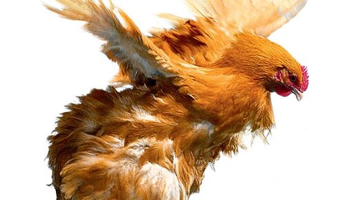 Картинка: Над головой, весело кудахтая, пролетела стая куриц...