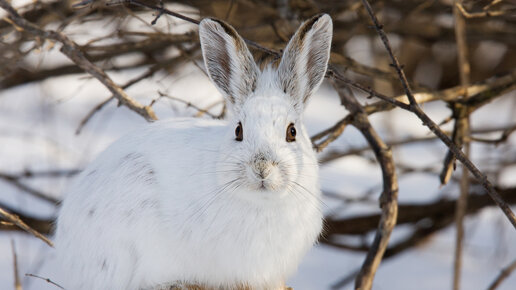 Картинка: Как защитить деревья от зайцев зимой: механическая и вкусовая защита