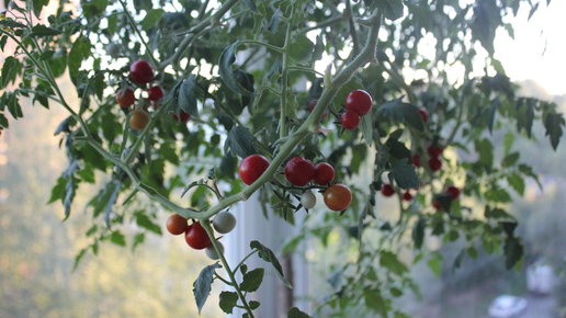 Картинка: Ижевчане выращивают томаты на балконе