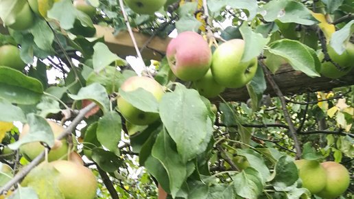 Картинка: Плодовый сад,обрезка старых яблонь,удачные советы!!