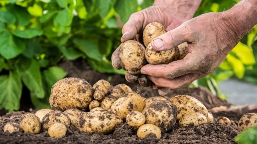 Картинка: Размножение картофеля теневыми ростками