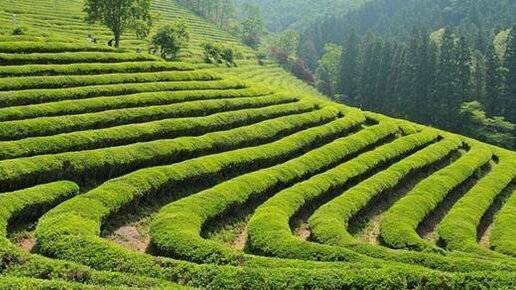 Картинка: Повышение урожайности чая применением удобрений из сапропеля