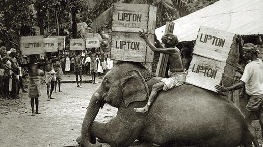 Картинка: История успеха Lipton 